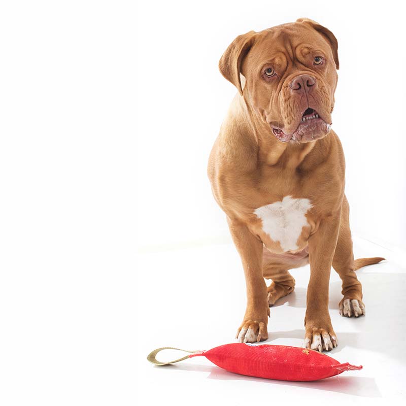 Fetch… It Large