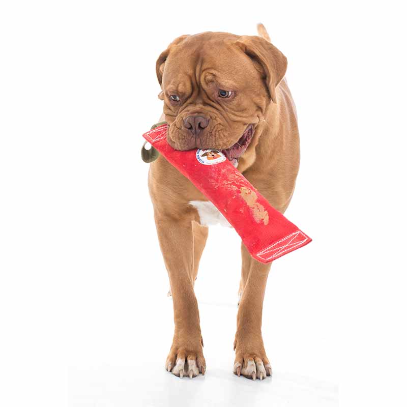 Fetch… It Large