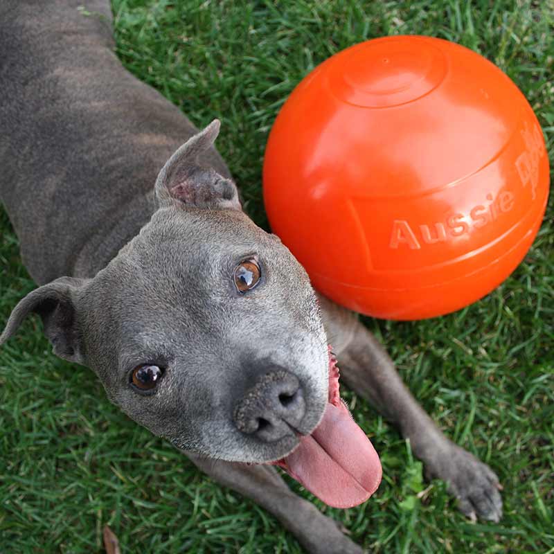 Staffie Ball 240mm