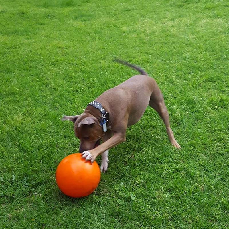 Staffie Ball 240mm